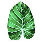 Kylpyhuoneen matto „Leaf mat“, 58x88 cm. Vihreä trooppisen lehden muotoinen kylpyhuonematto smaragdinvihreillä ja tummanvihreillä sävyillä.